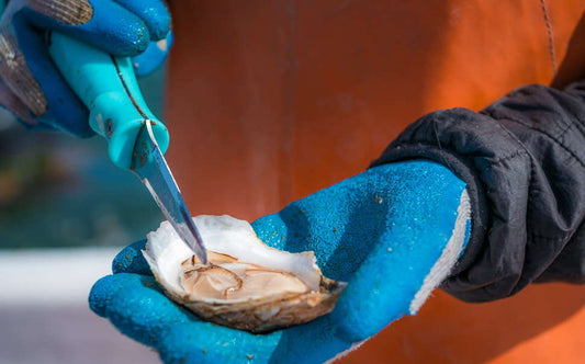 Experience Maine's Oyster Culture: As Featured in MaineBiz!