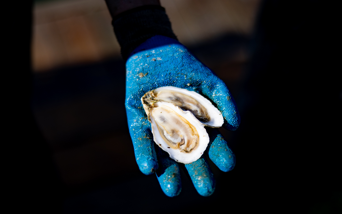 Why Do People Slurp Oysters? Oyster Etiquette for Your Next Maine Oyster Farm Tour