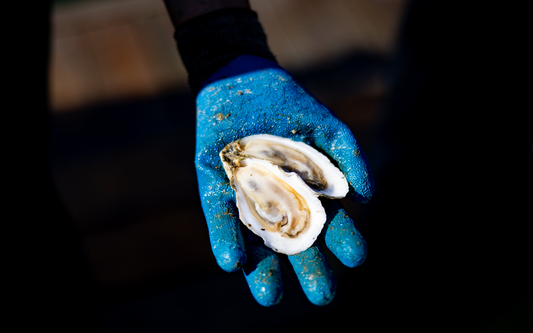 Why Do People Slurp Oysters? Oyster Etiquette for Your Next Maine Oyster Farm Tour
