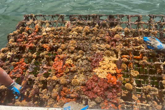Navigating the Tides: Nauti Sisters Sea Farm Featured in Civil Eats on Warming Waters and Maine Oysters